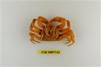 藏品(拉氏清溪蟹)的圖片